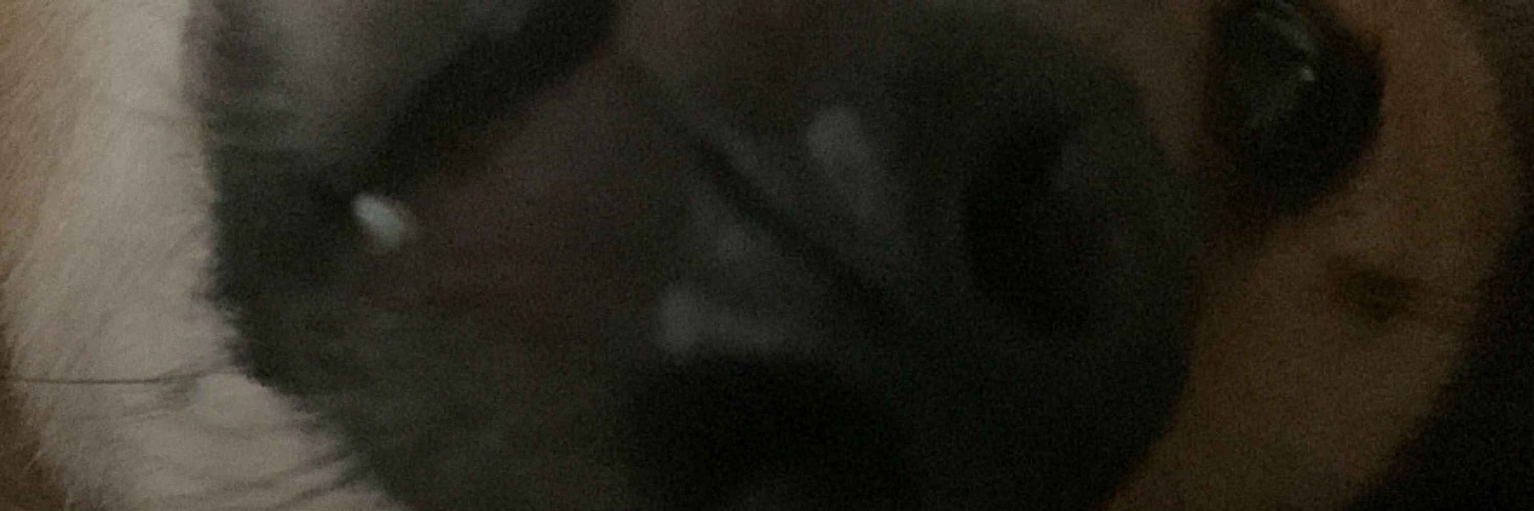 에체