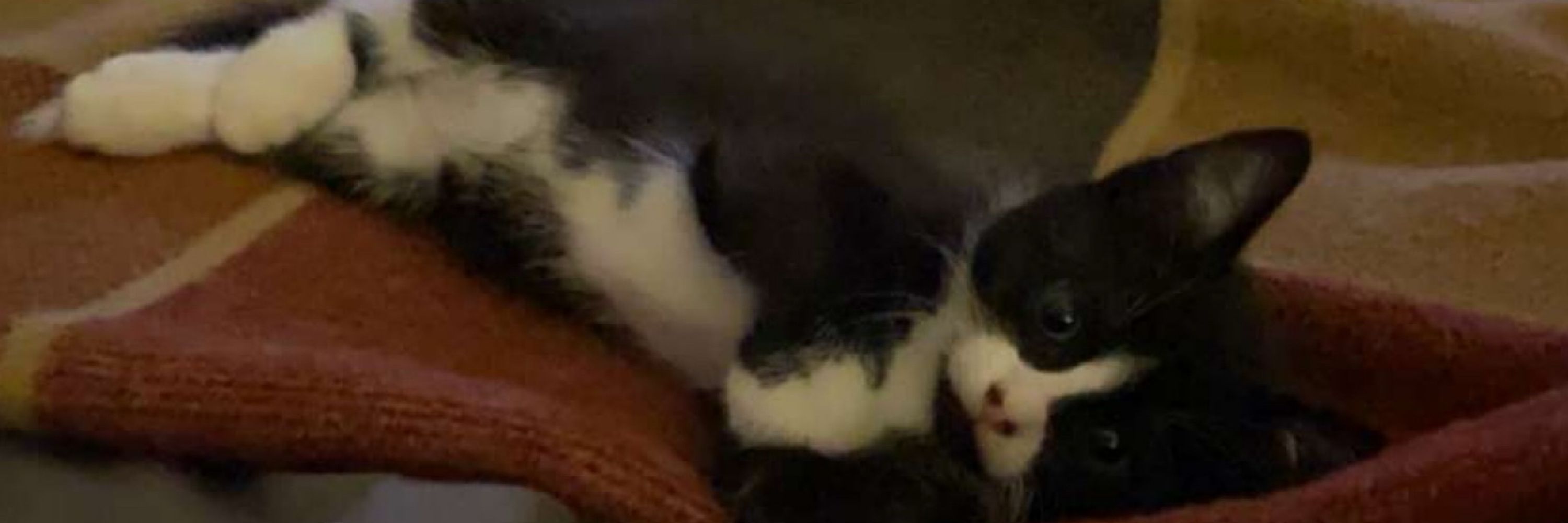 Chloe