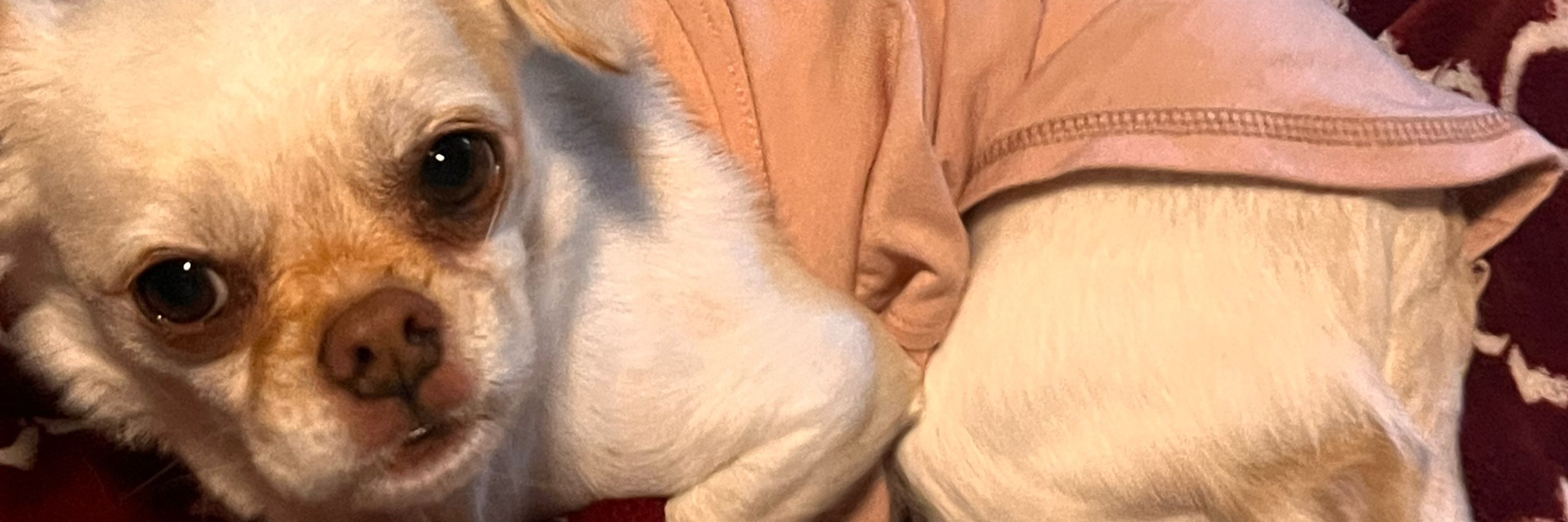 Butter the Dog