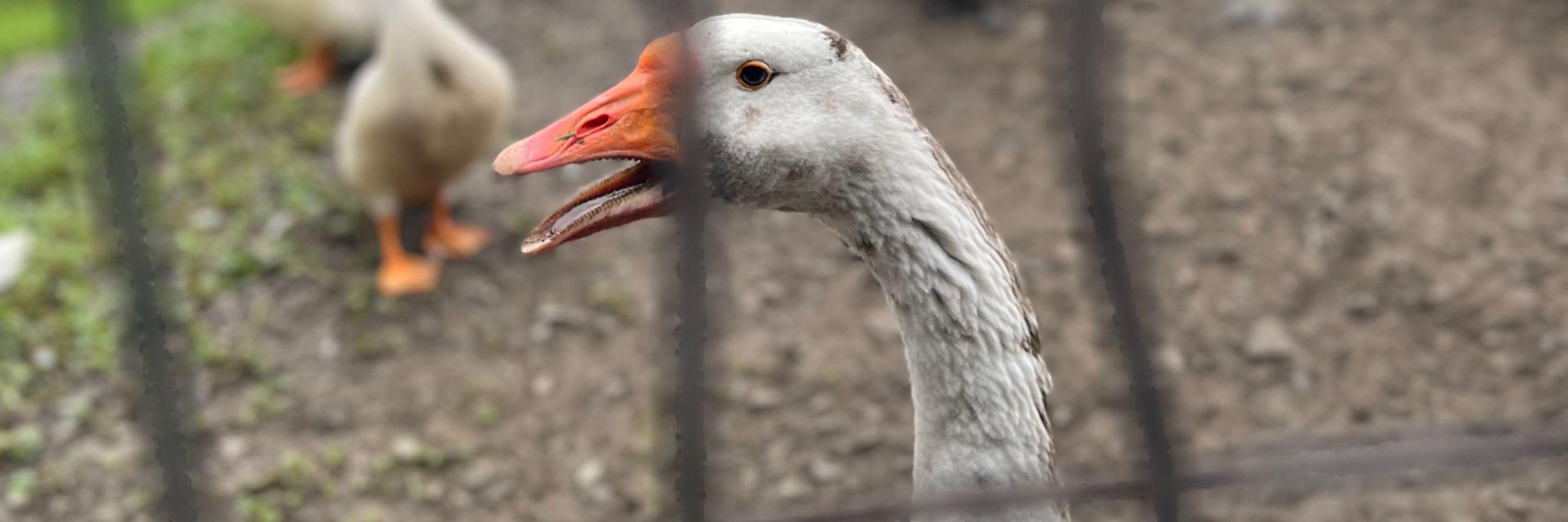 Rob