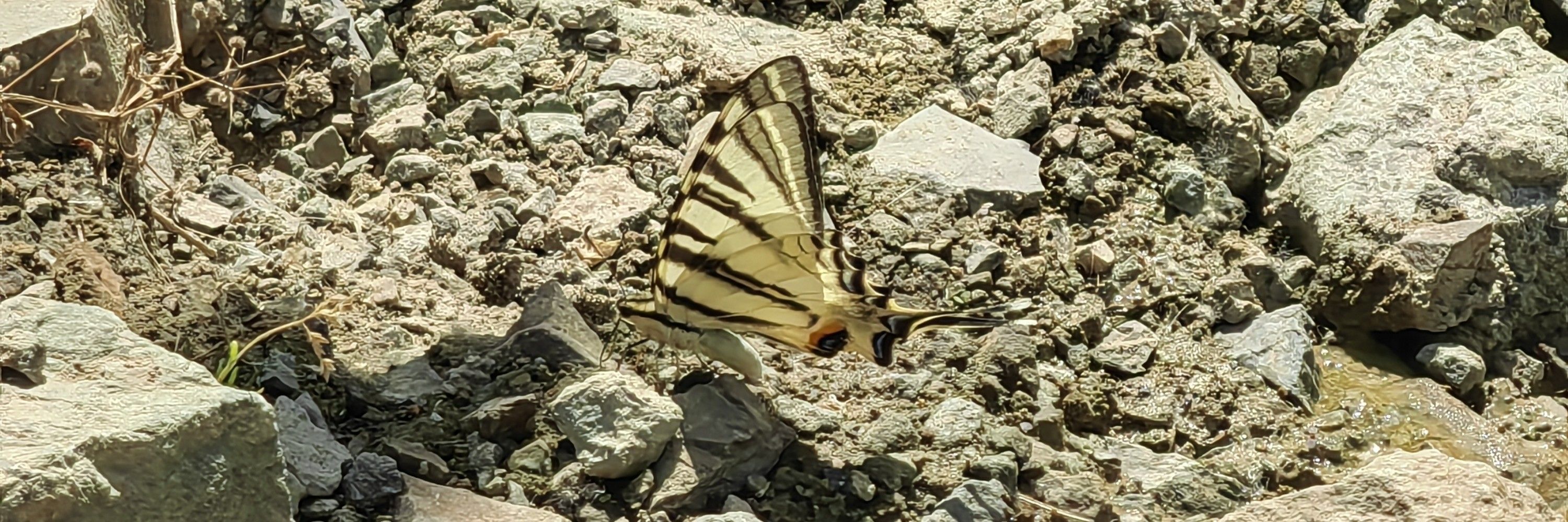 رنج و سر مستی