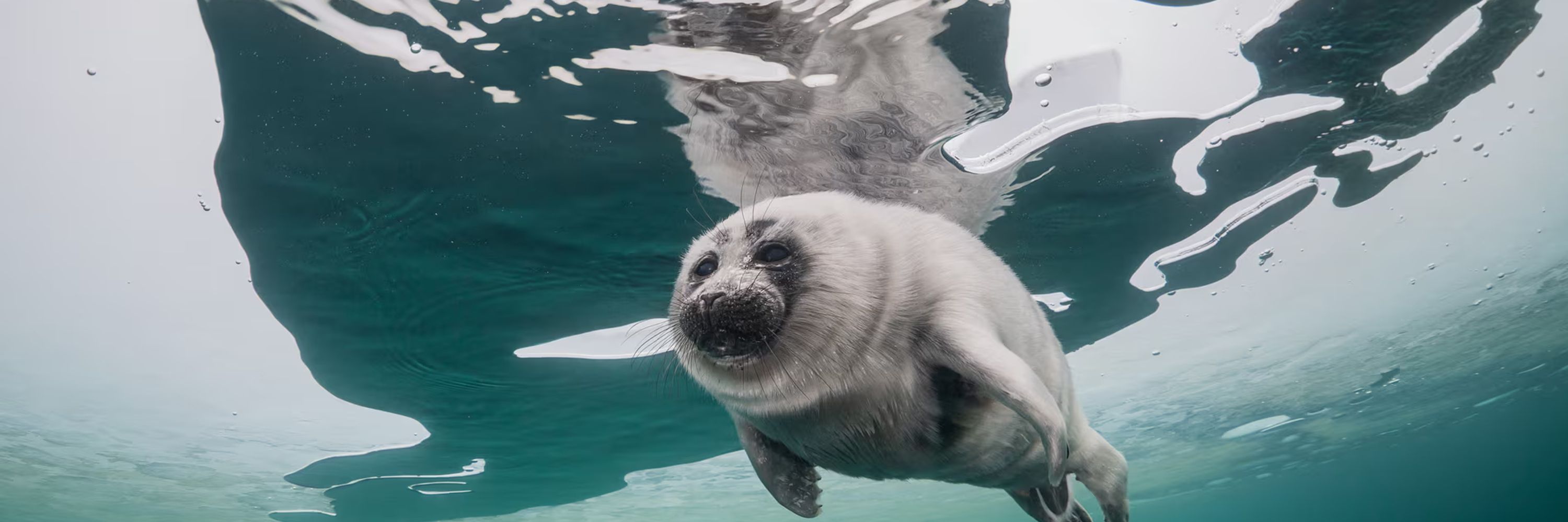 LuvSeals