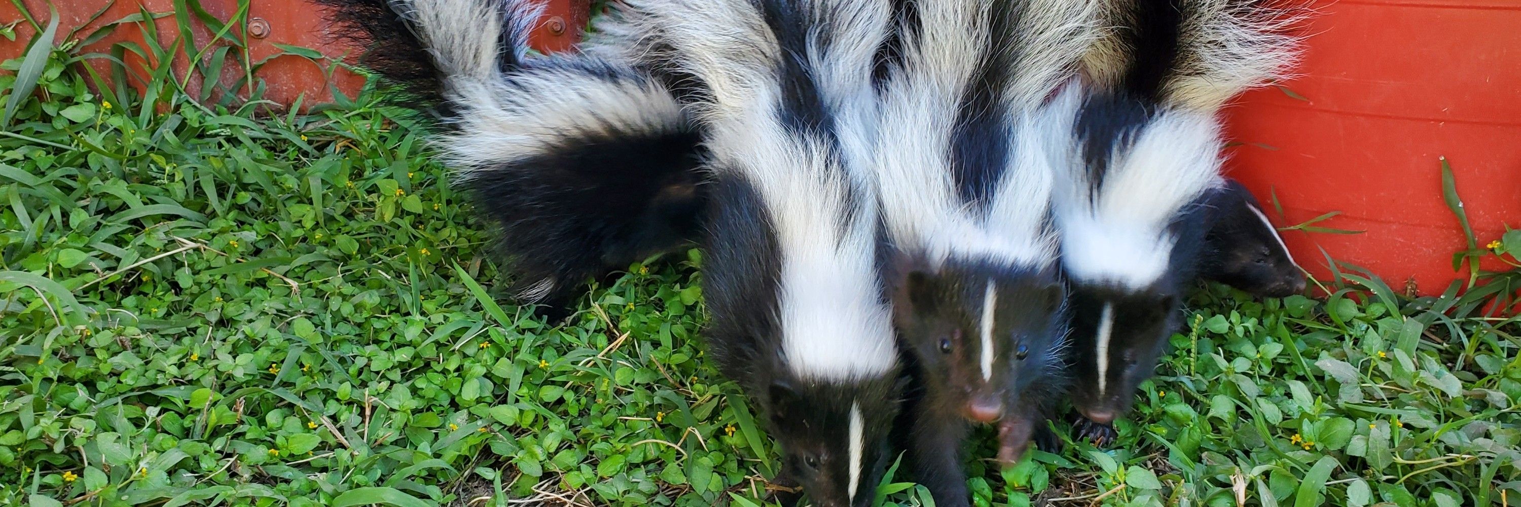 anxiousbugs