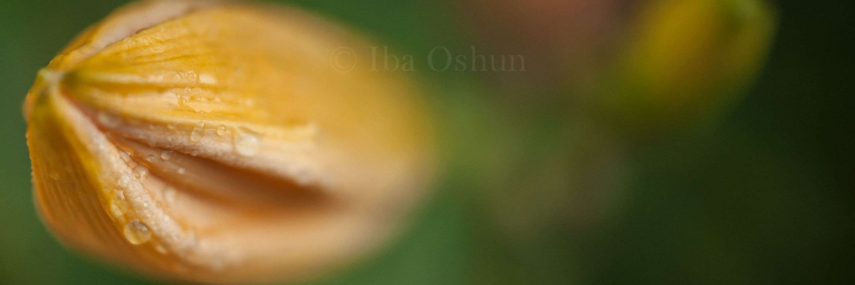 Iba Oshun
