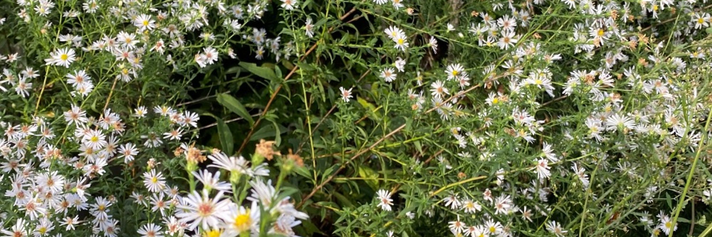 Emgorse