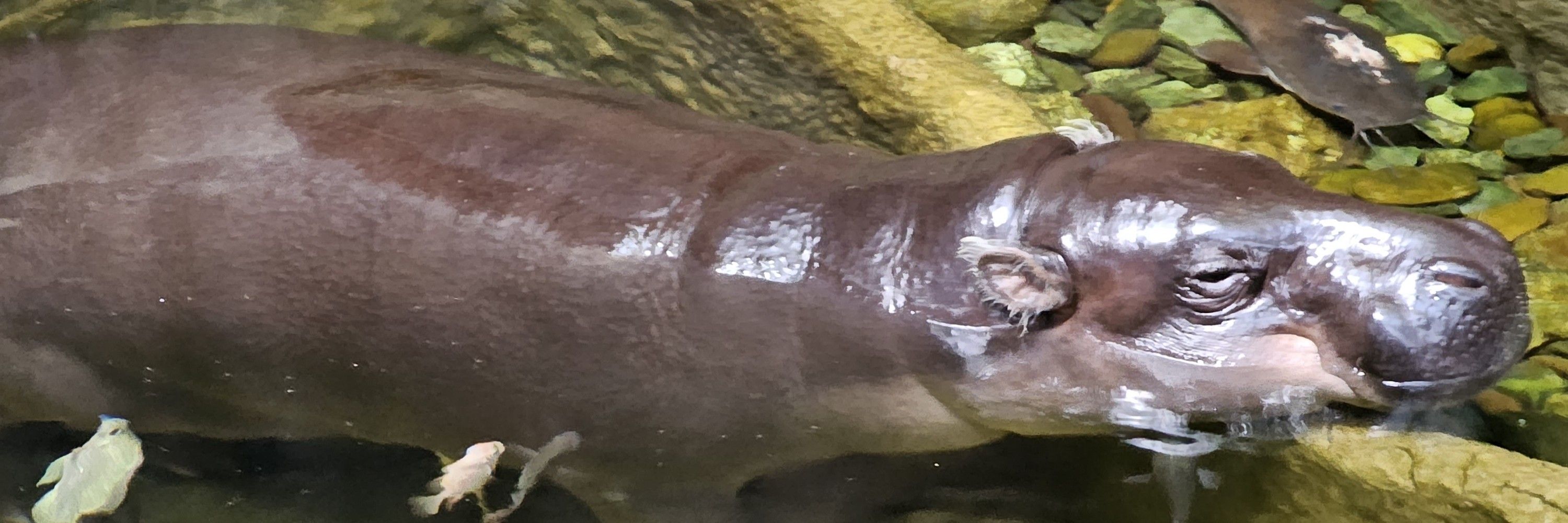 Zendoza