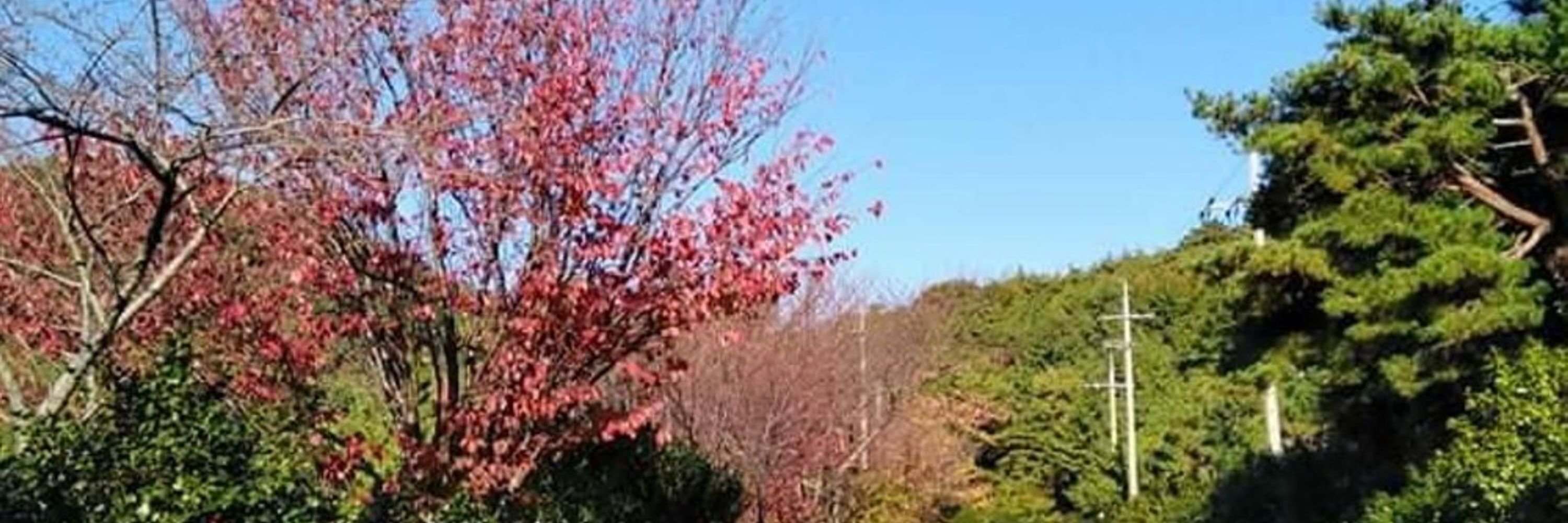 dachi