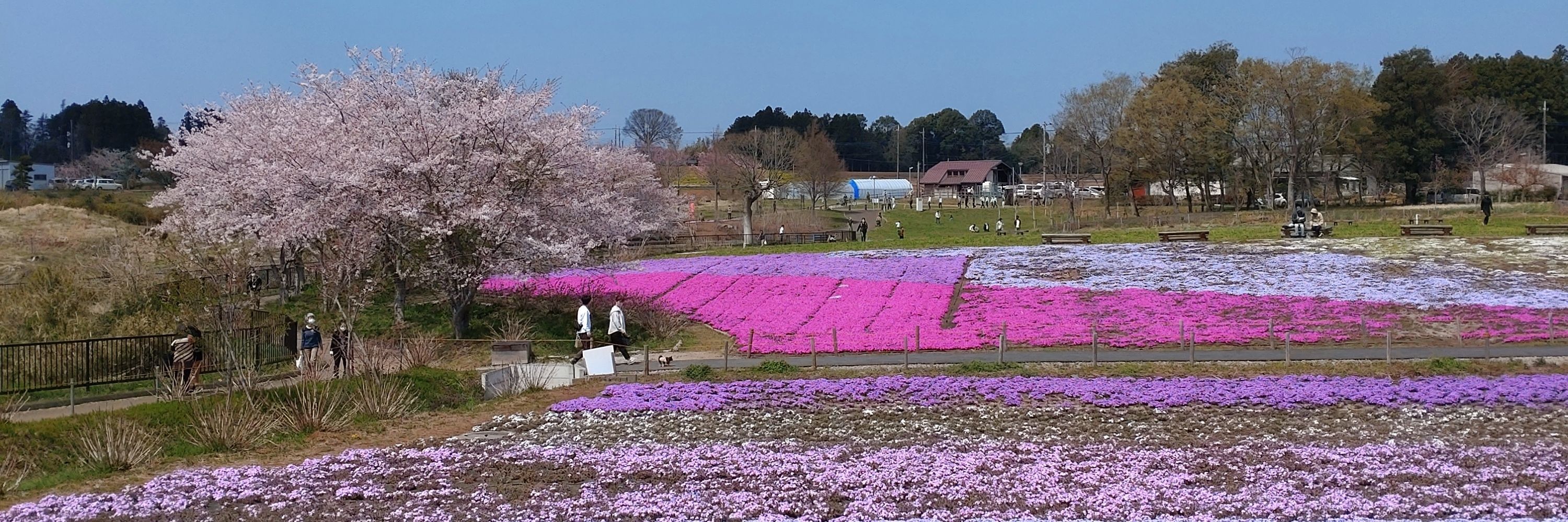 いのたん