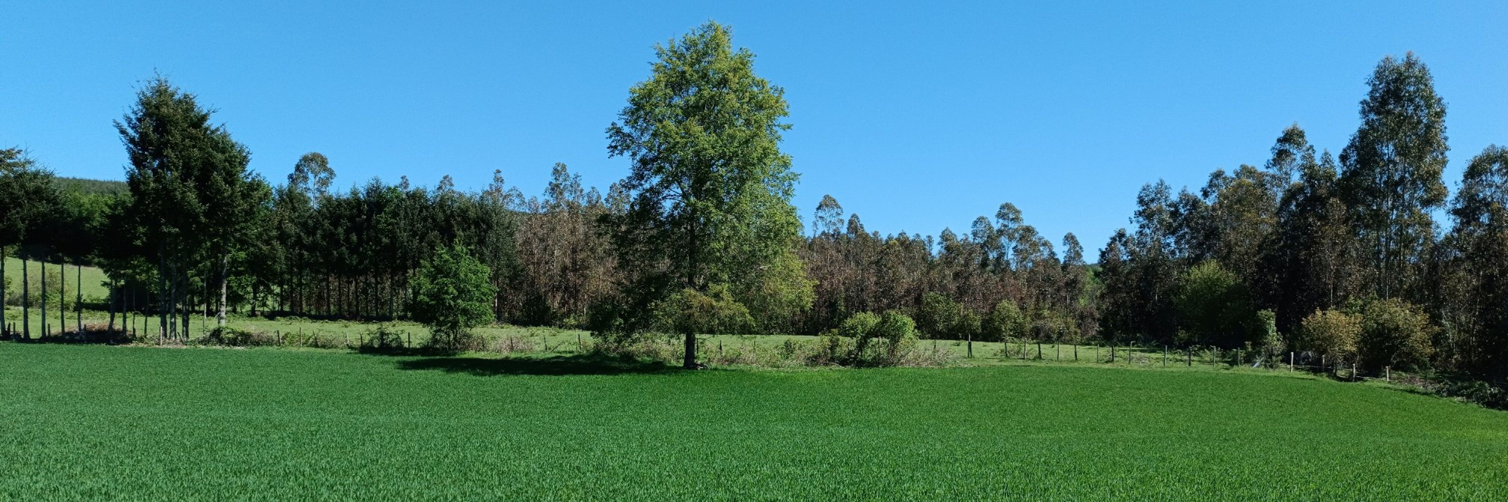 Gutti