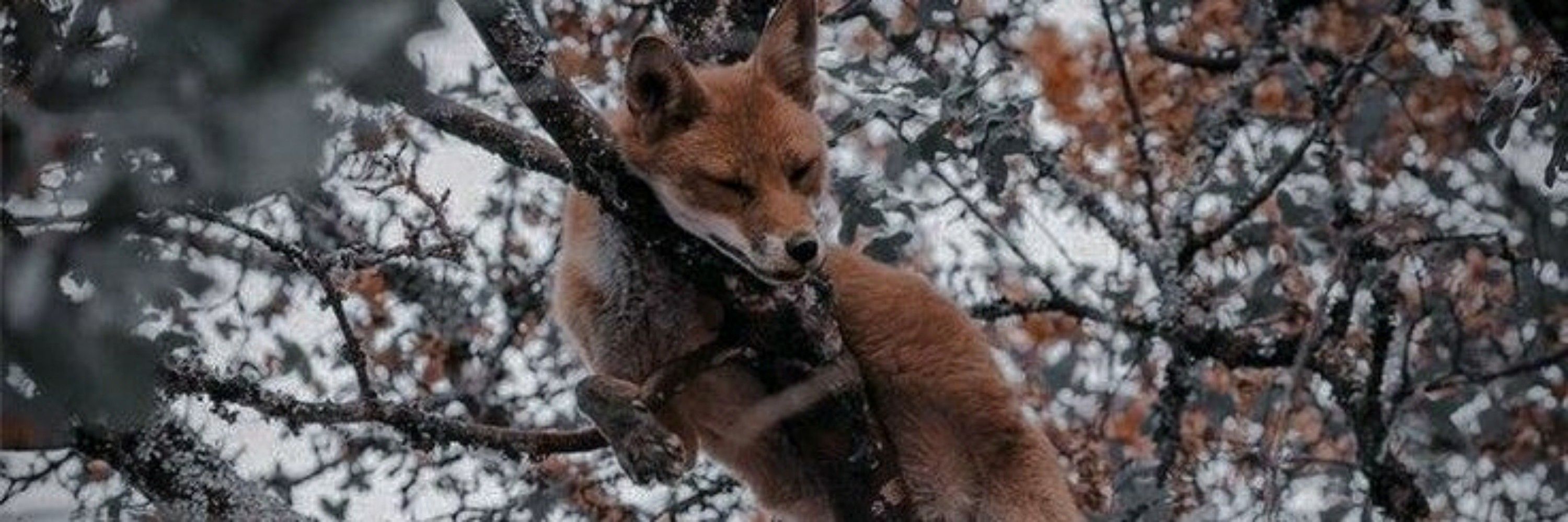 Ez 🦊