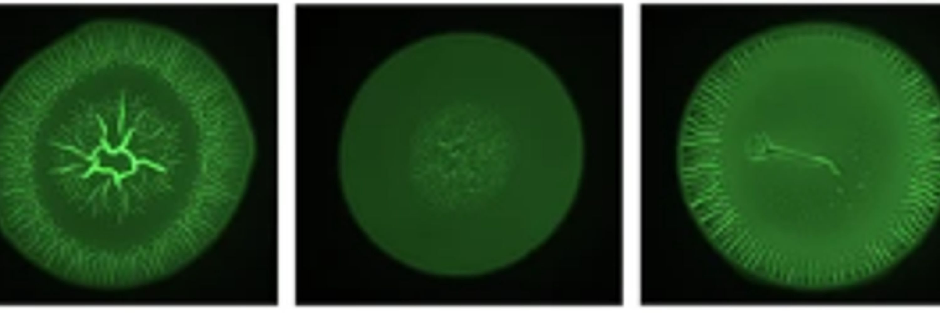 Krell Laboratory