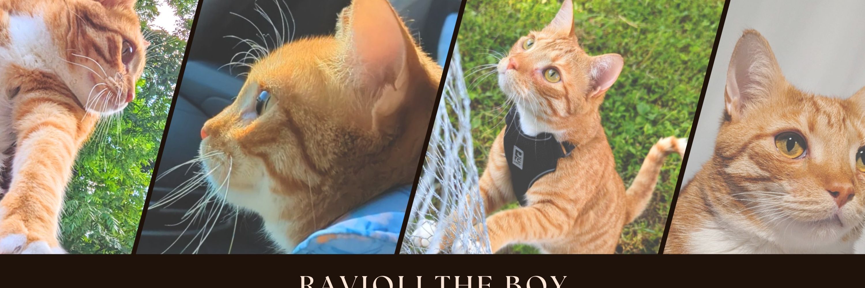 Dr. Ravioli