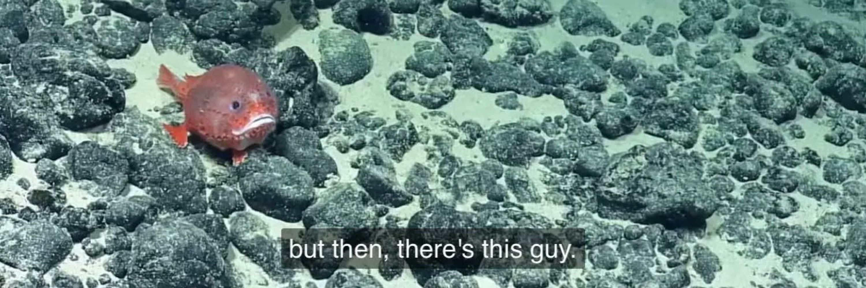 HarmlessArmlessOctopus