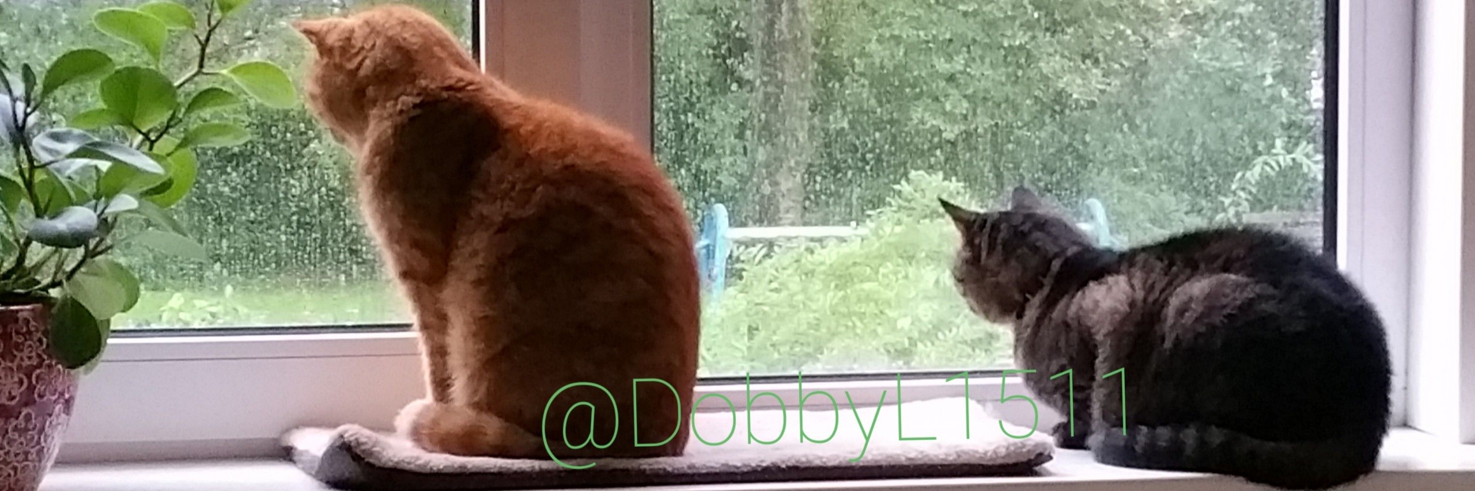 🐈Dobby🐾 & 👱‍♀️Mom/Vrouwmens Sanne💜🦋🦋💜