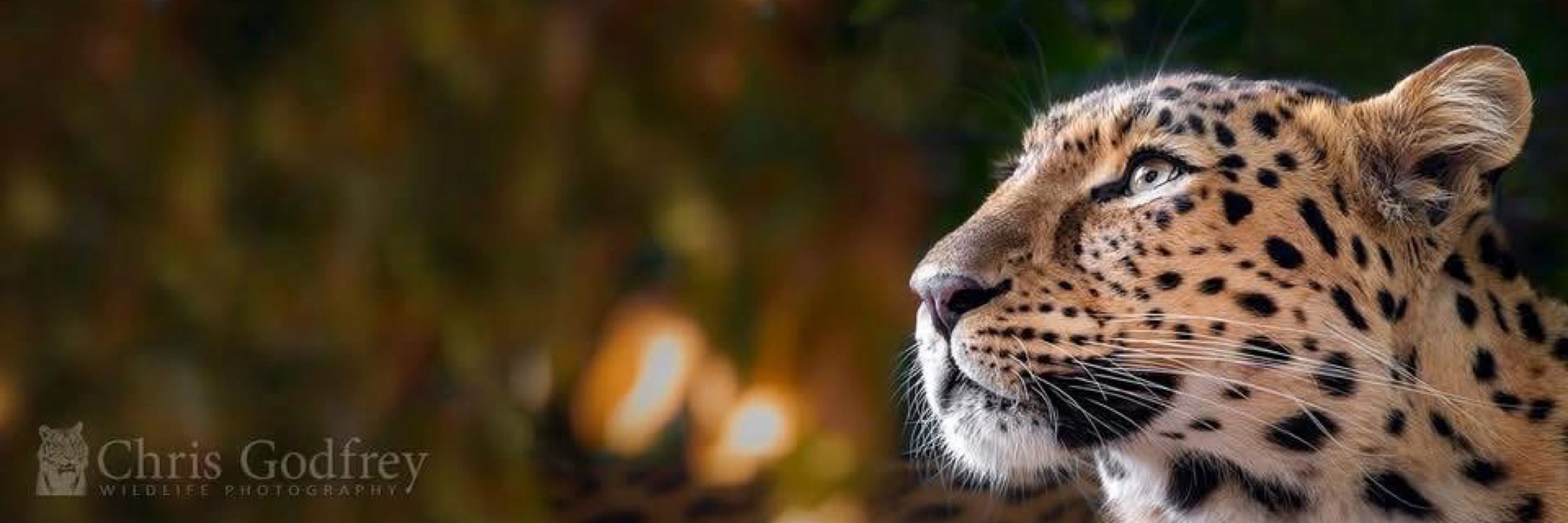 Chris Godfrey Wildlife Photography