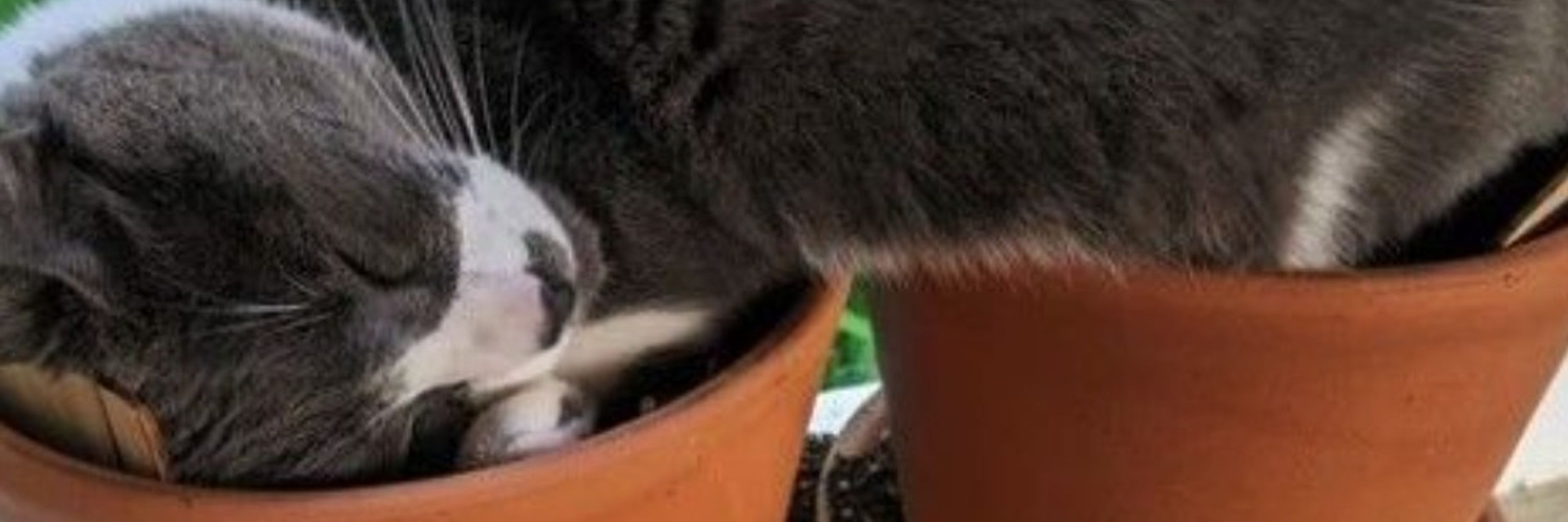 Cherry Blossom Pumpkin Possum