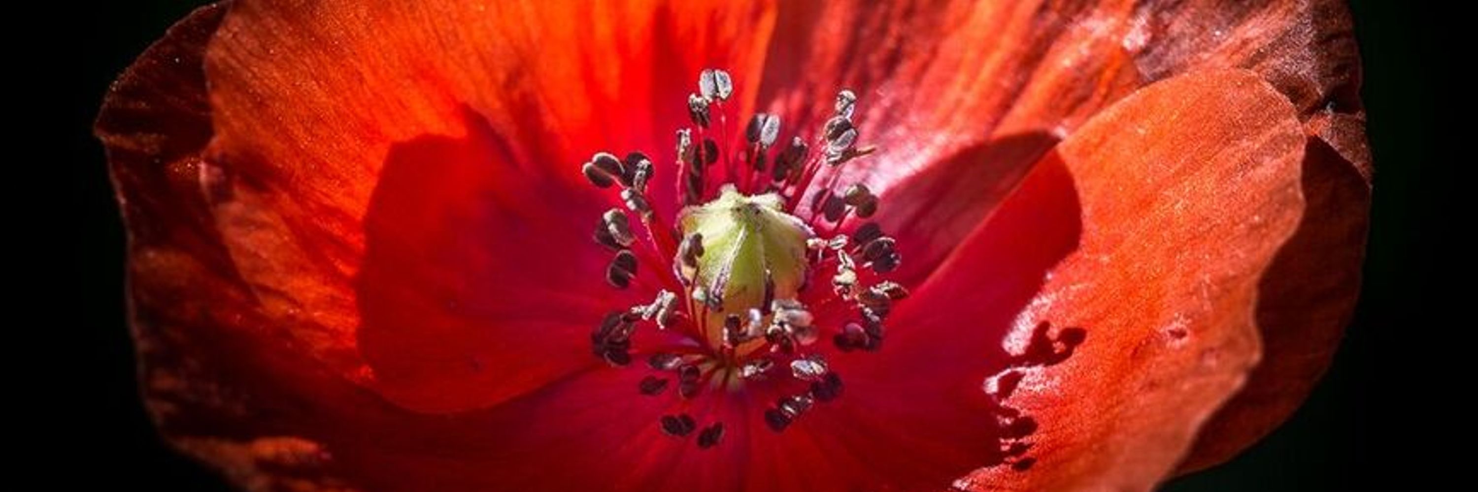 Mohnblumengesang
