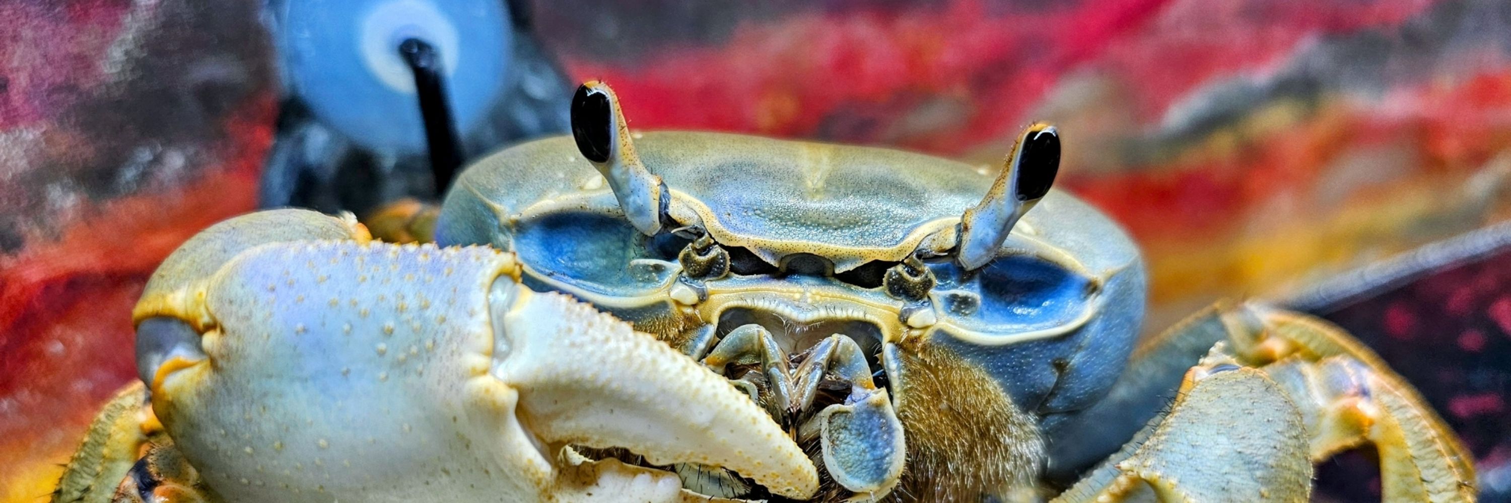 HowieTheCrab