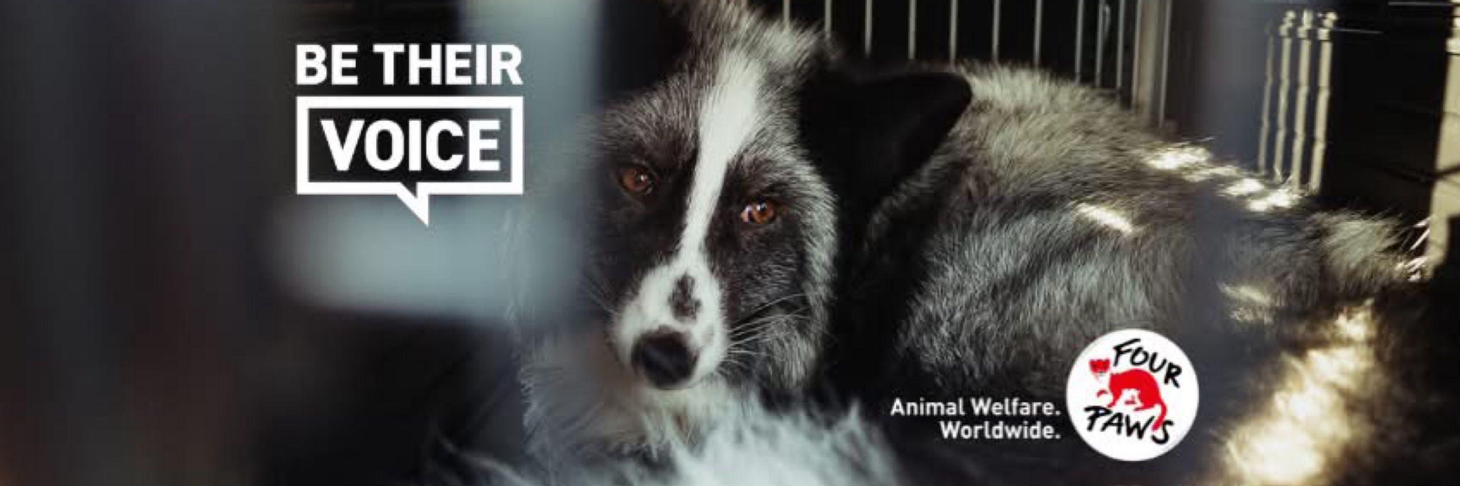 FOUR PAWS UK