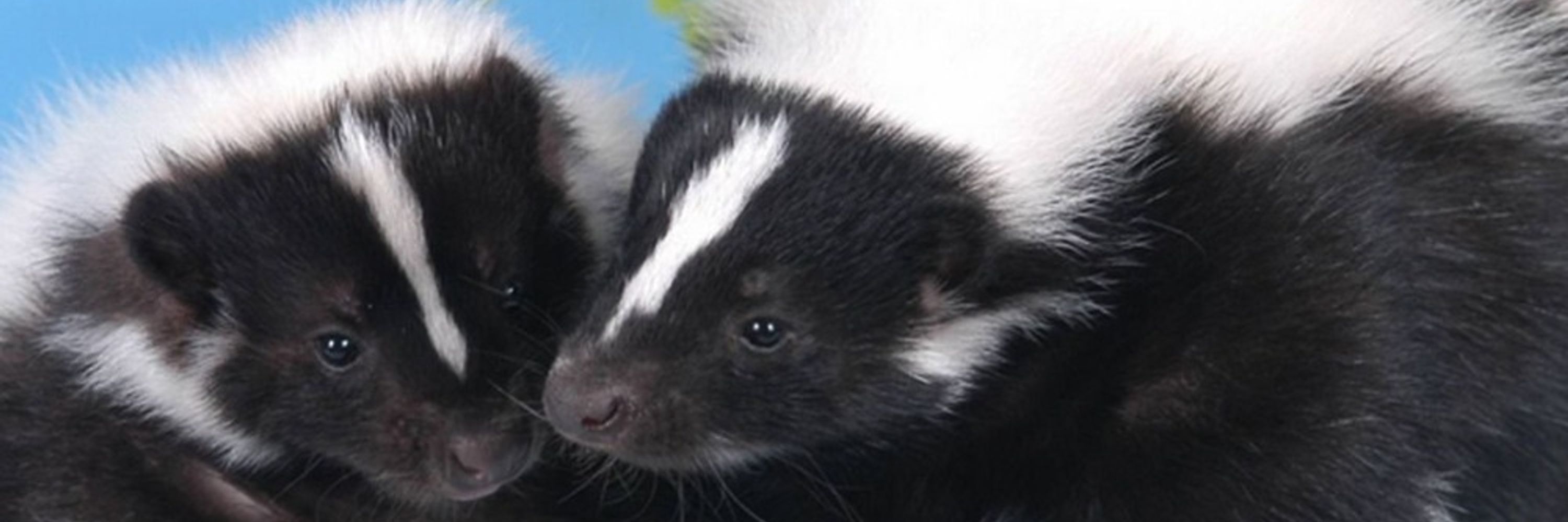 Theo the Cyberskunk