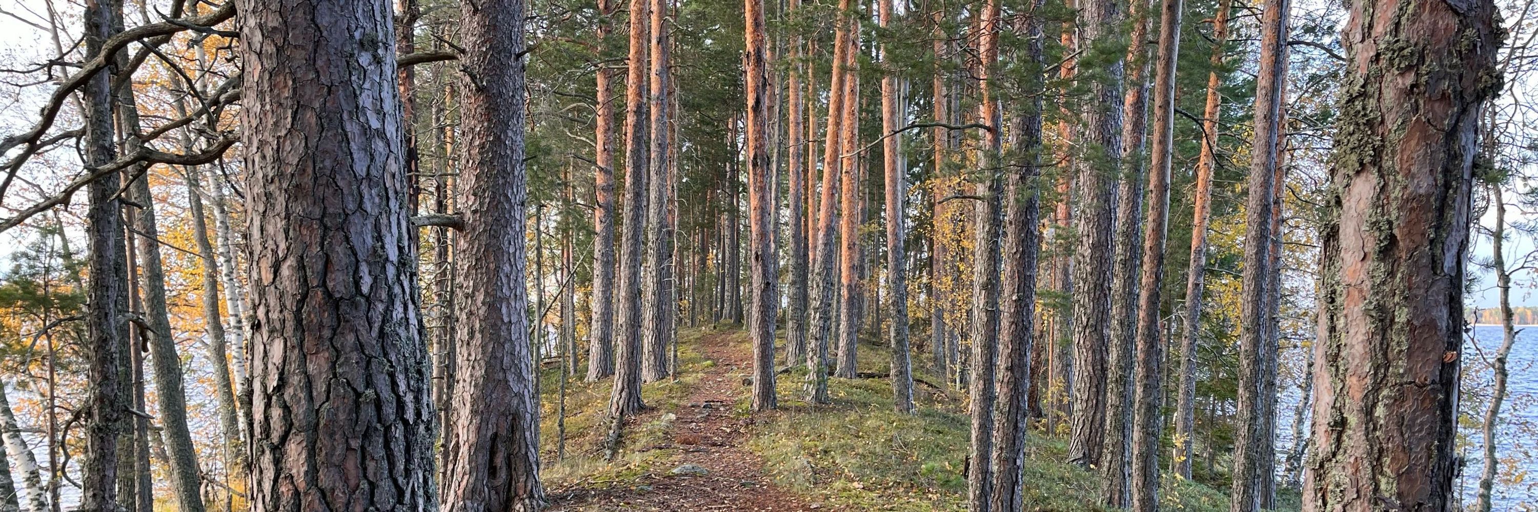 Petja Sairanen