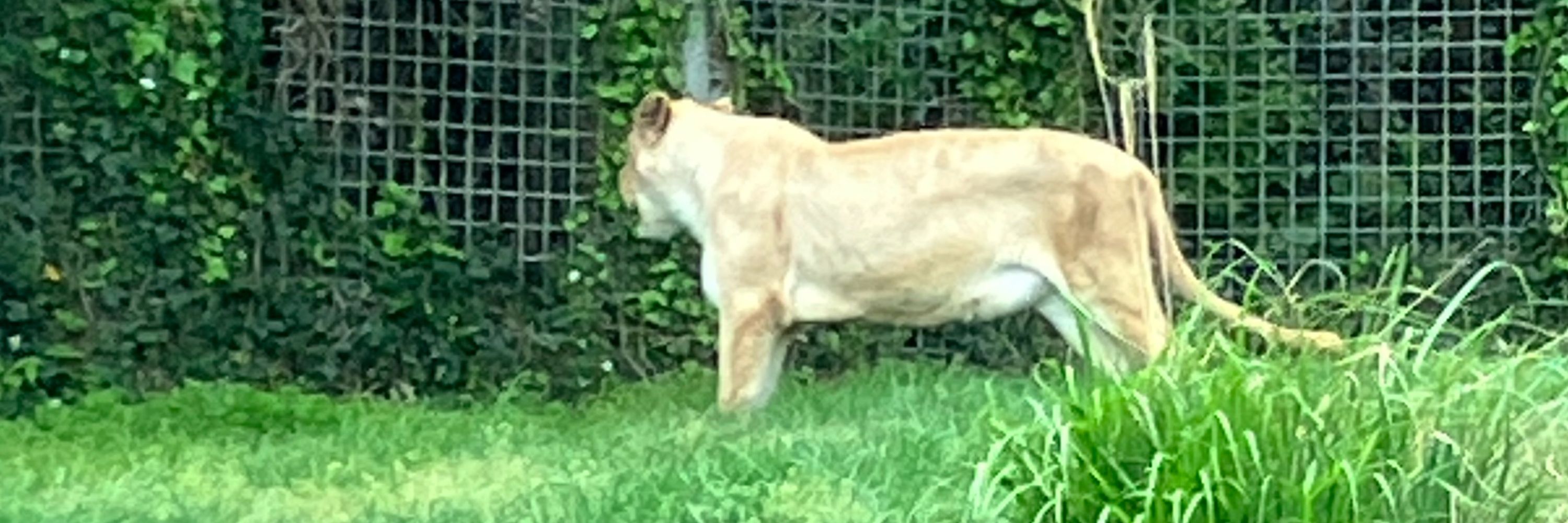 バナナマーライオン