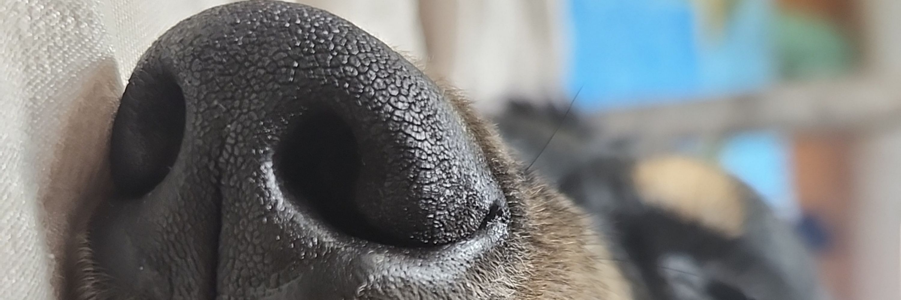 moodison