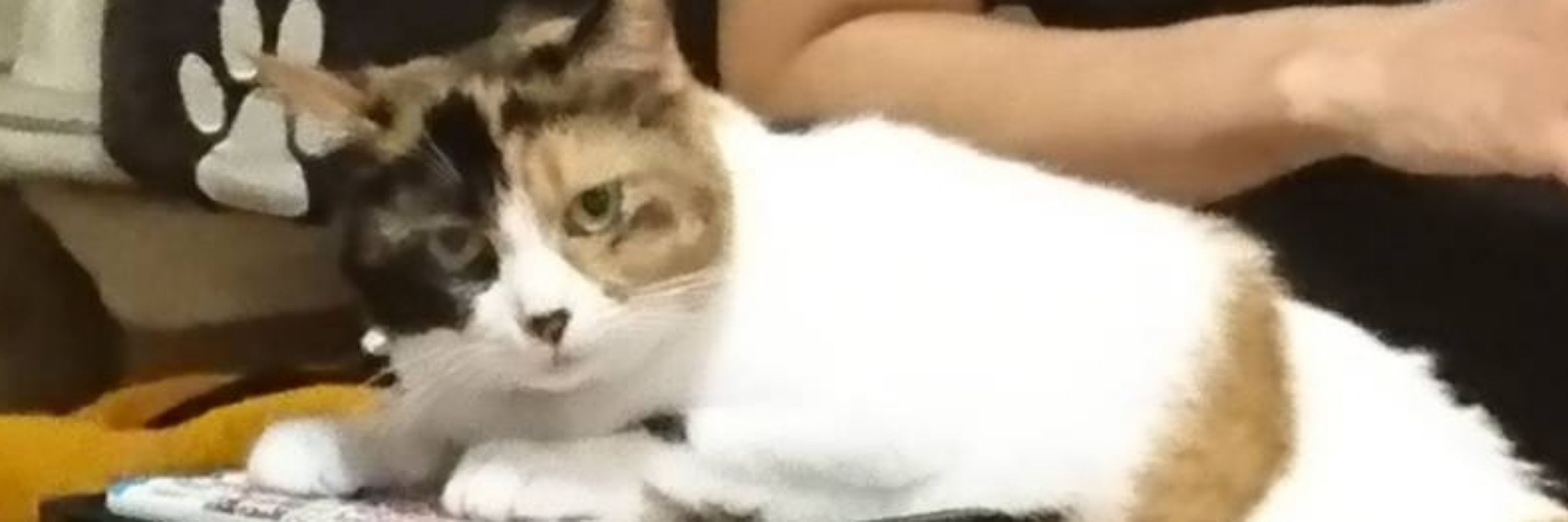 こはん