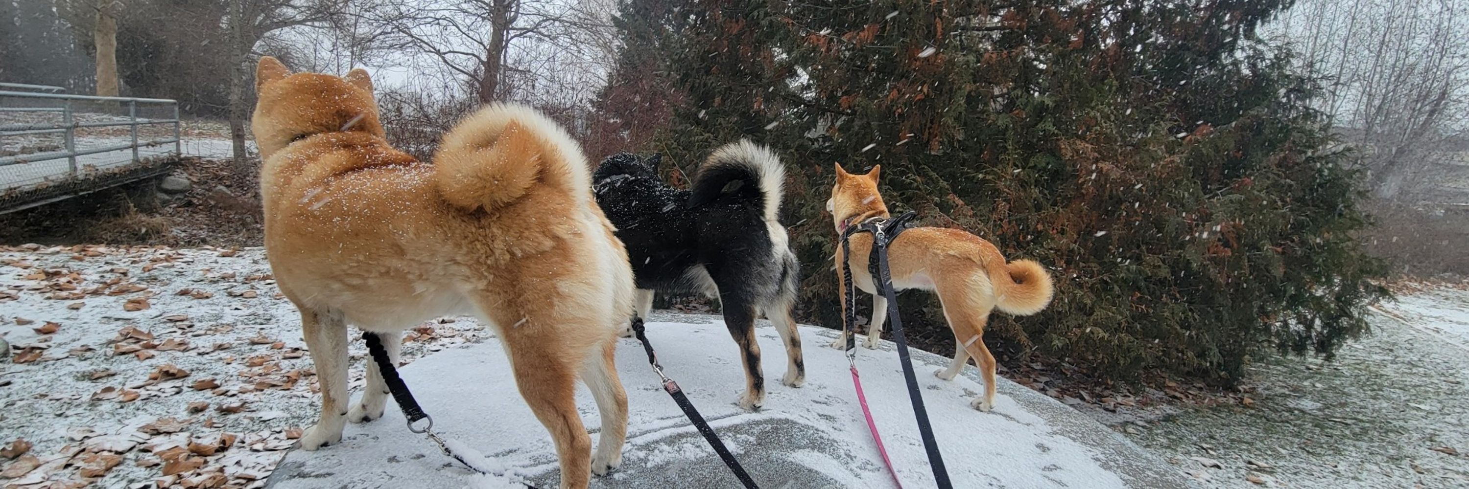 West Coast Shiba Society