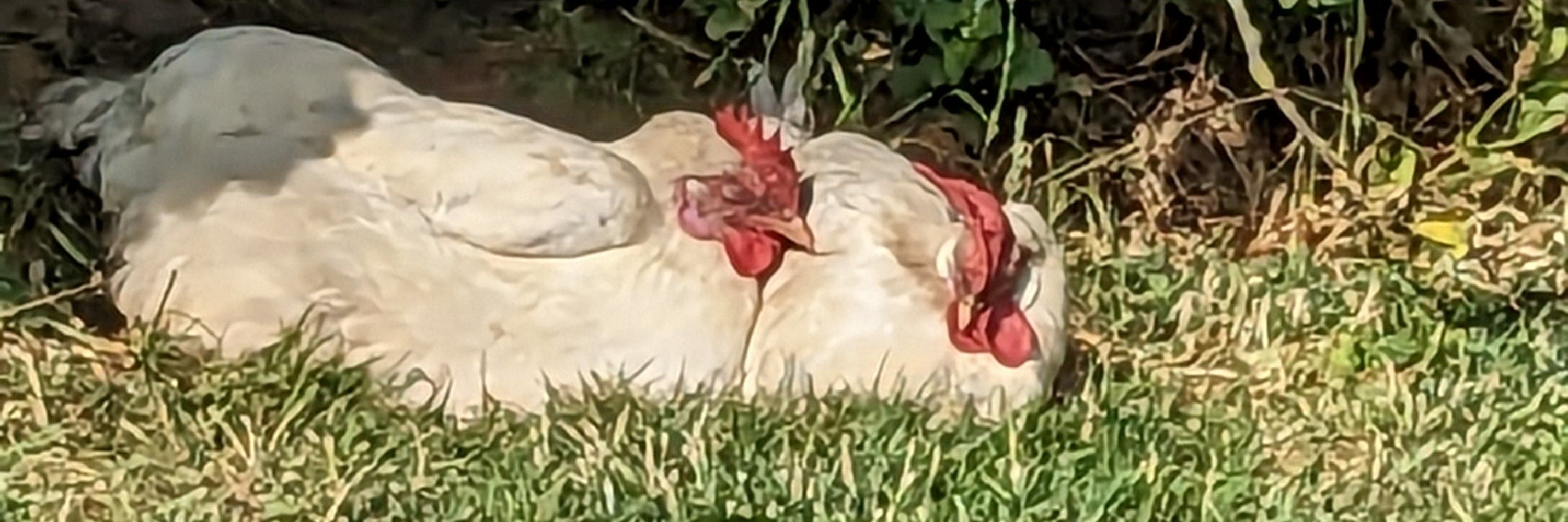 Chickens against Nazis 