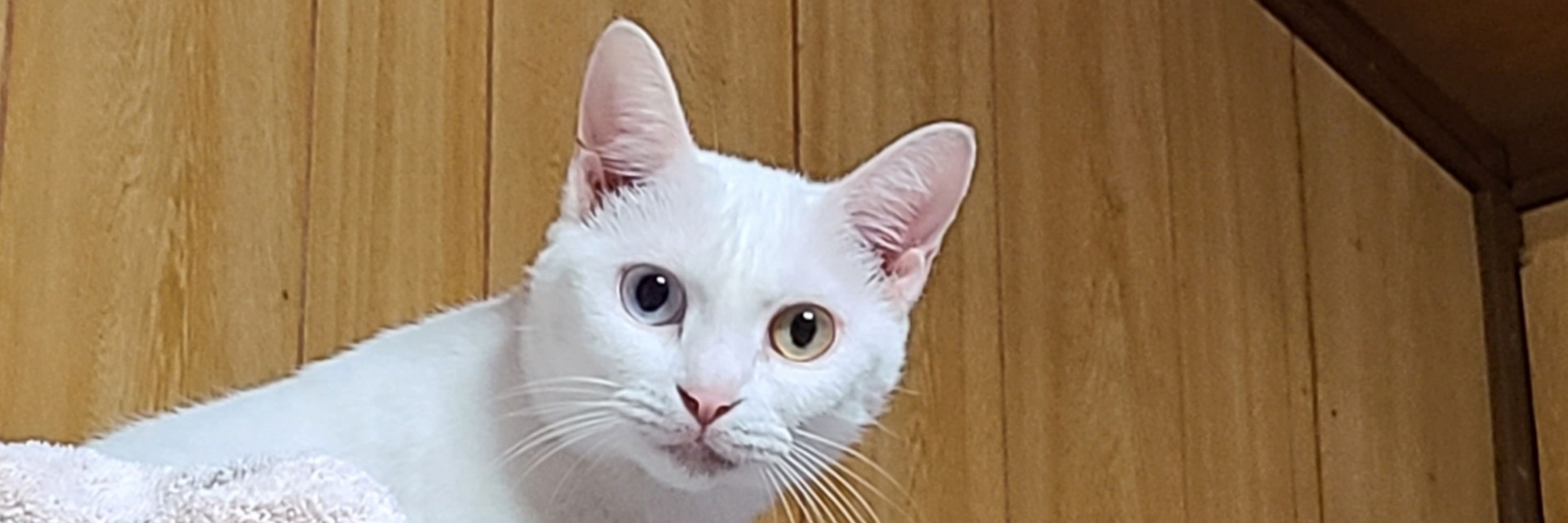 くろもちねこ