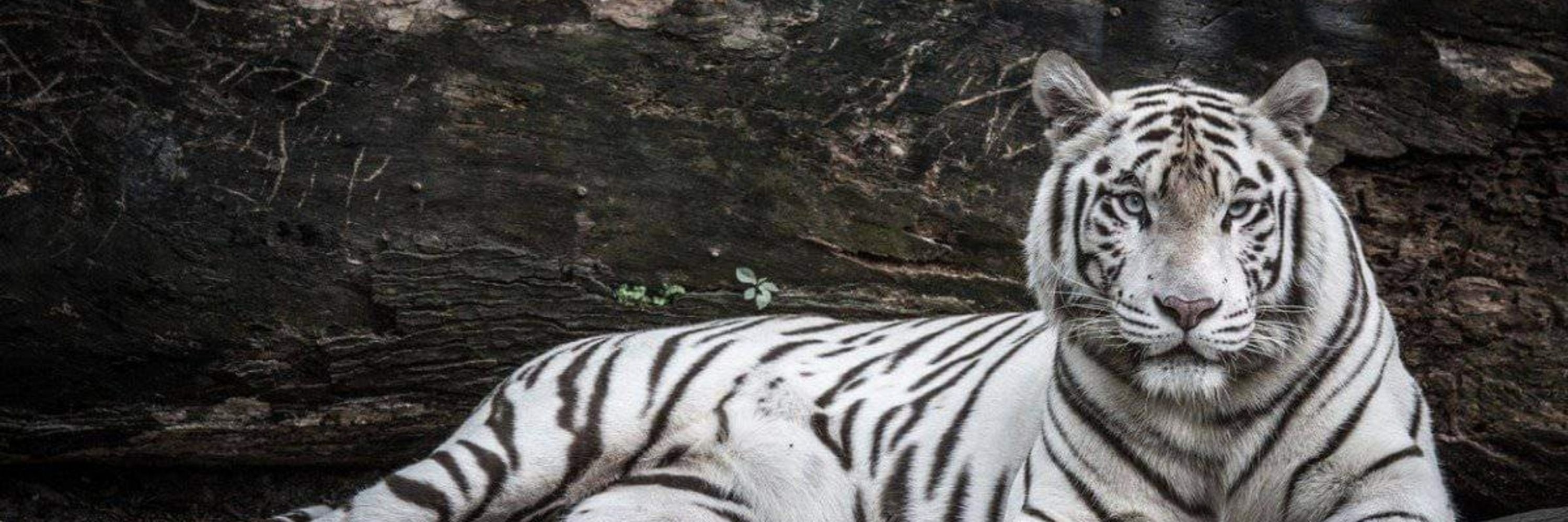 White Tigress