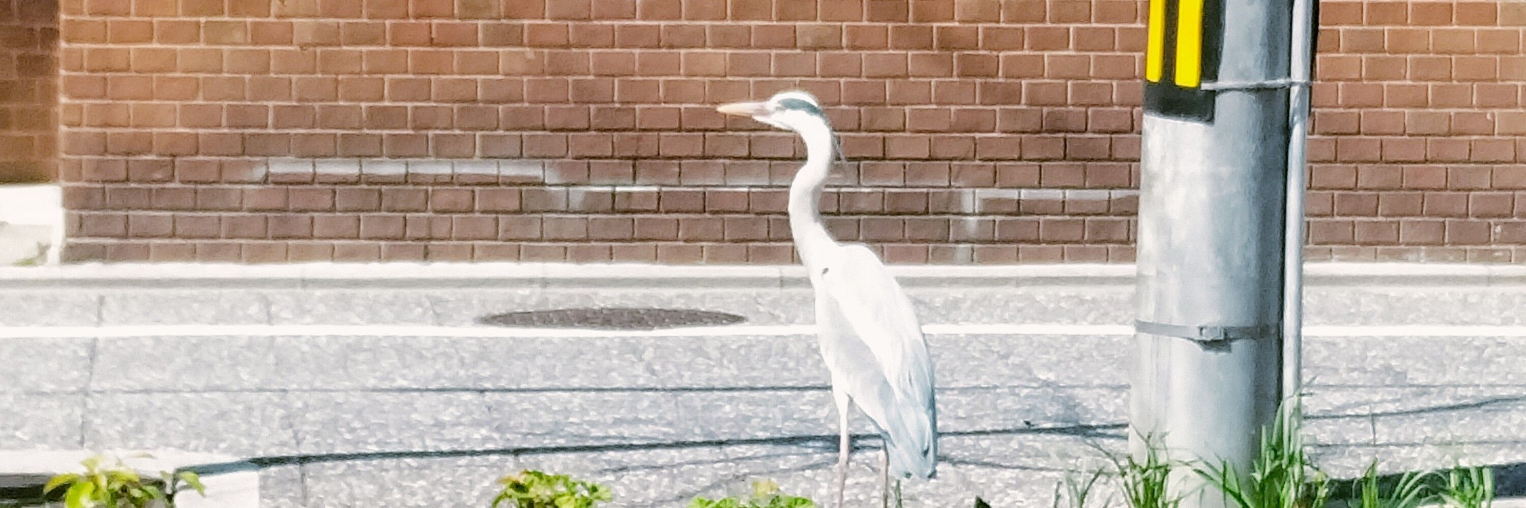 とまと