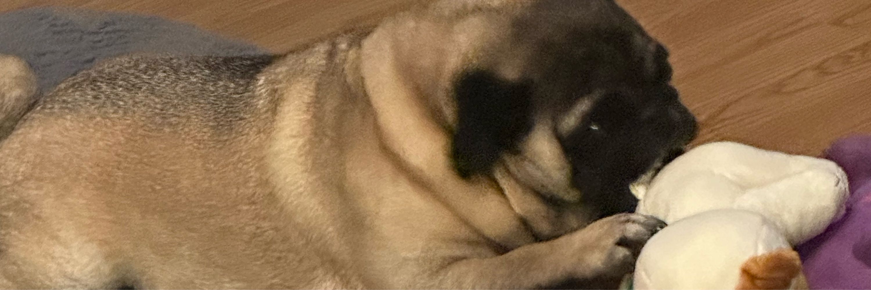 Verypugley🏳️‍⚧️