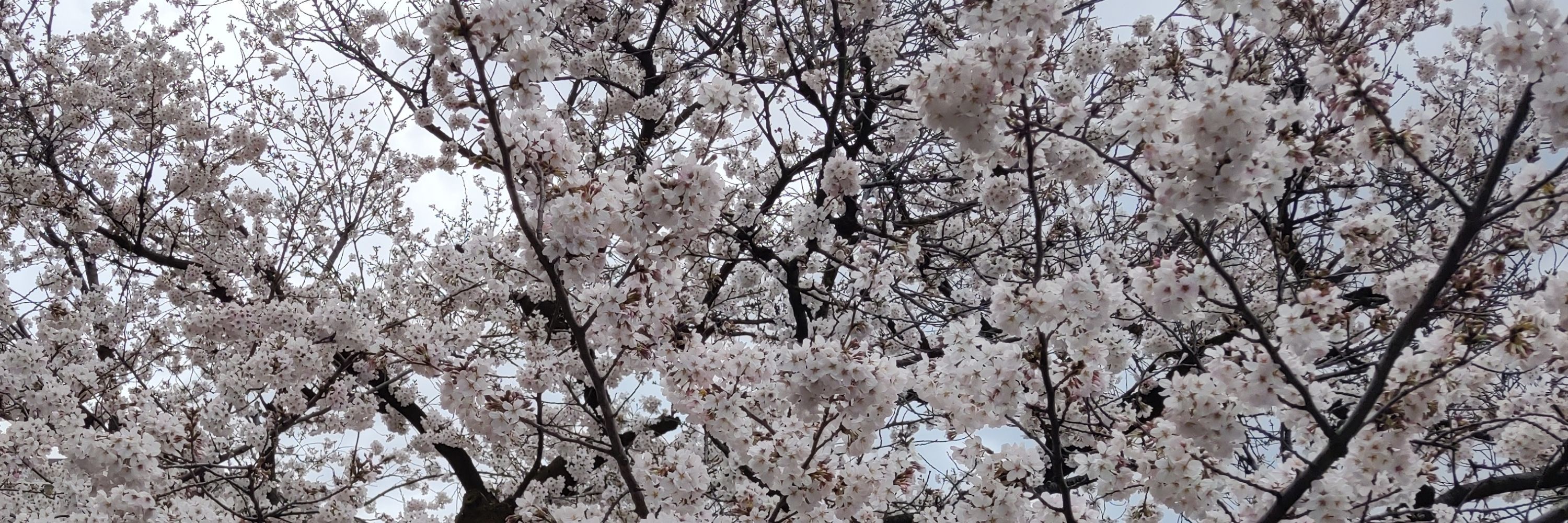 さくら🌸