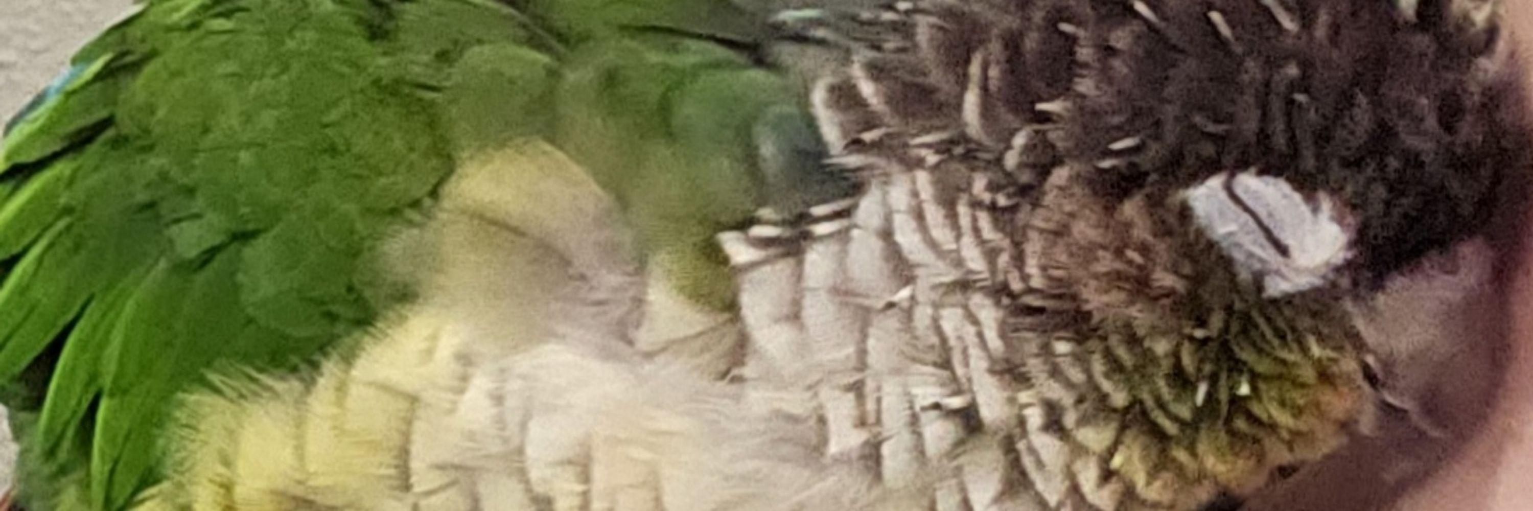Avian 🕷