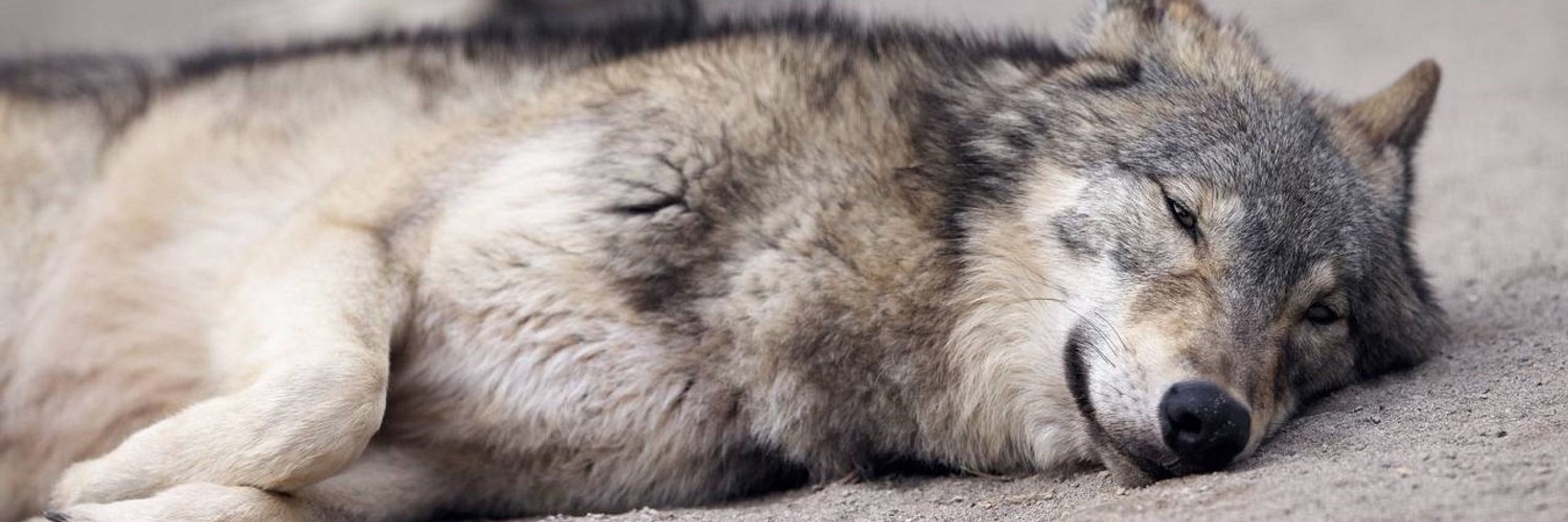 HourlyWolves
