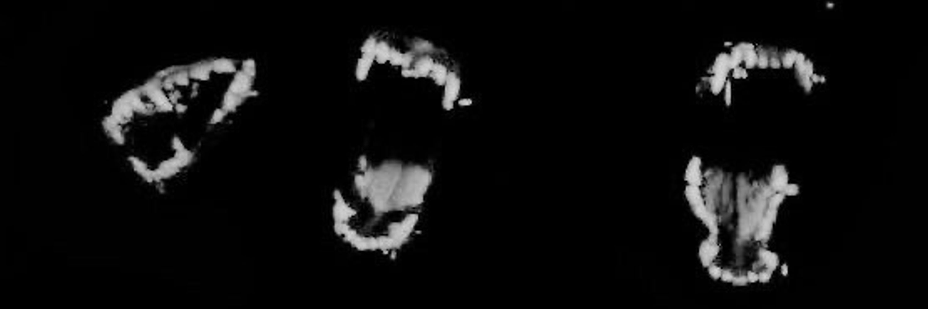 SMILINGDOGS