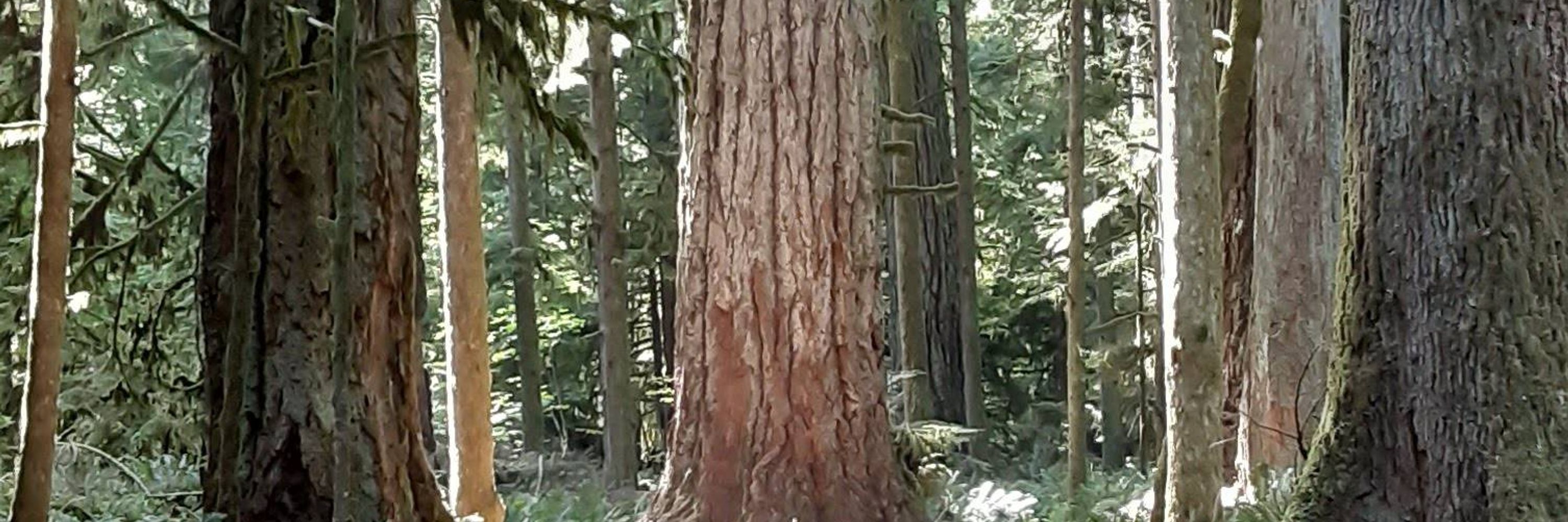 Argosy Acres