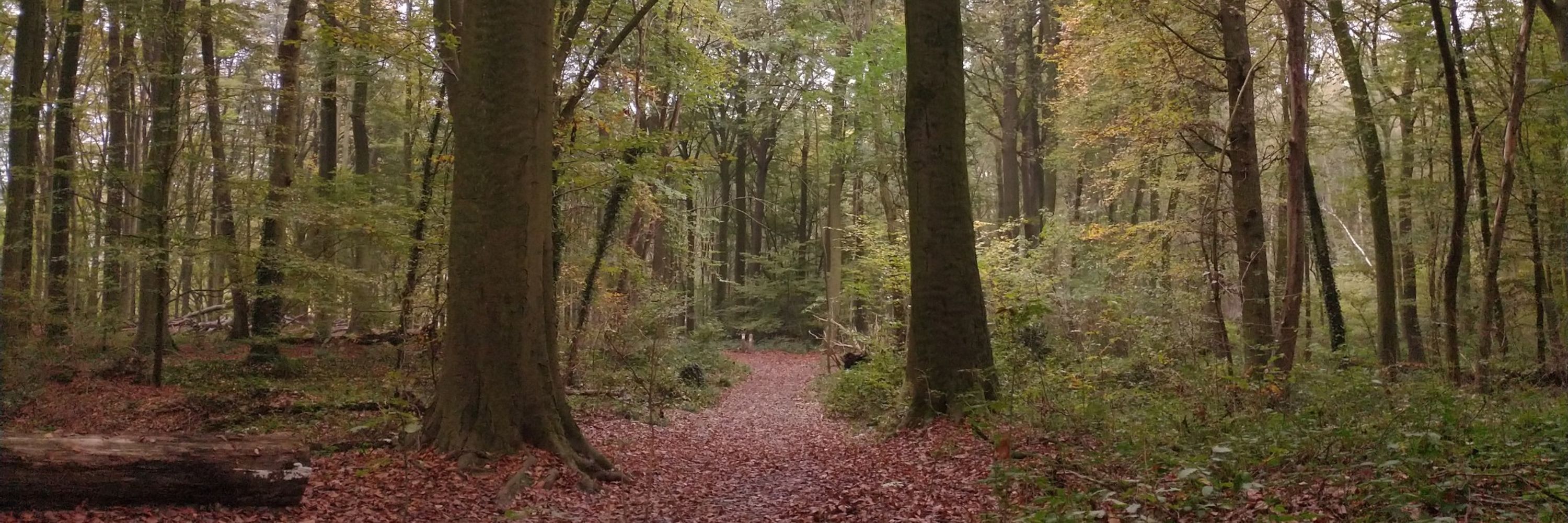 Diemer Vercayie