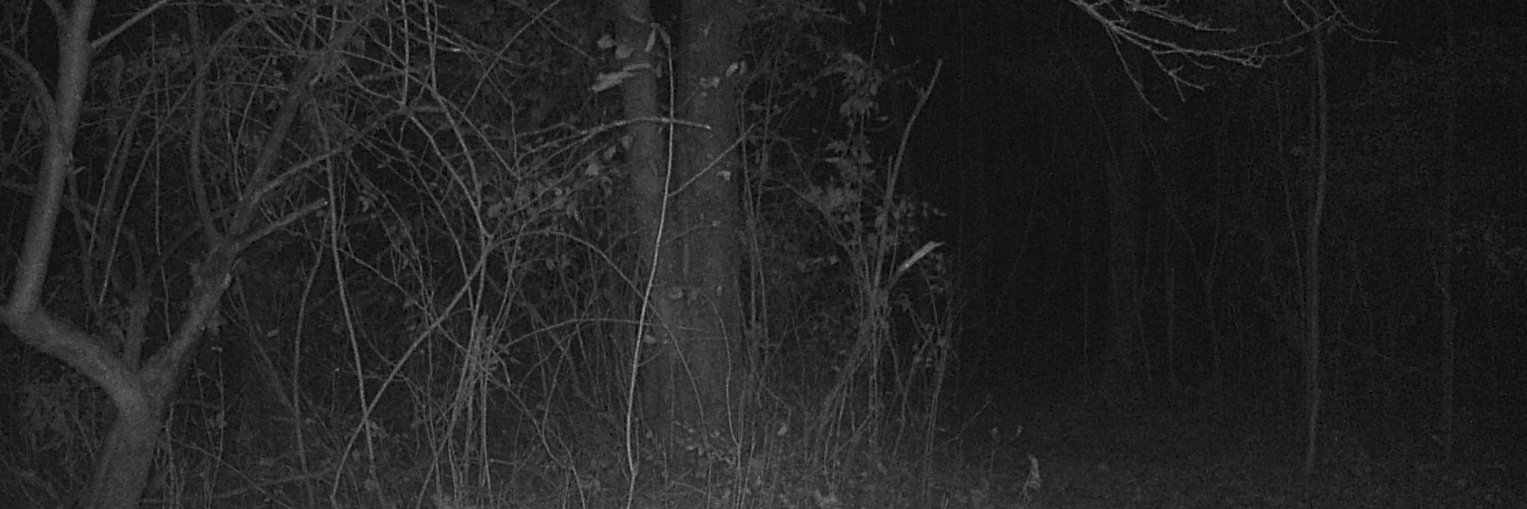 Cottagegore Cryptid