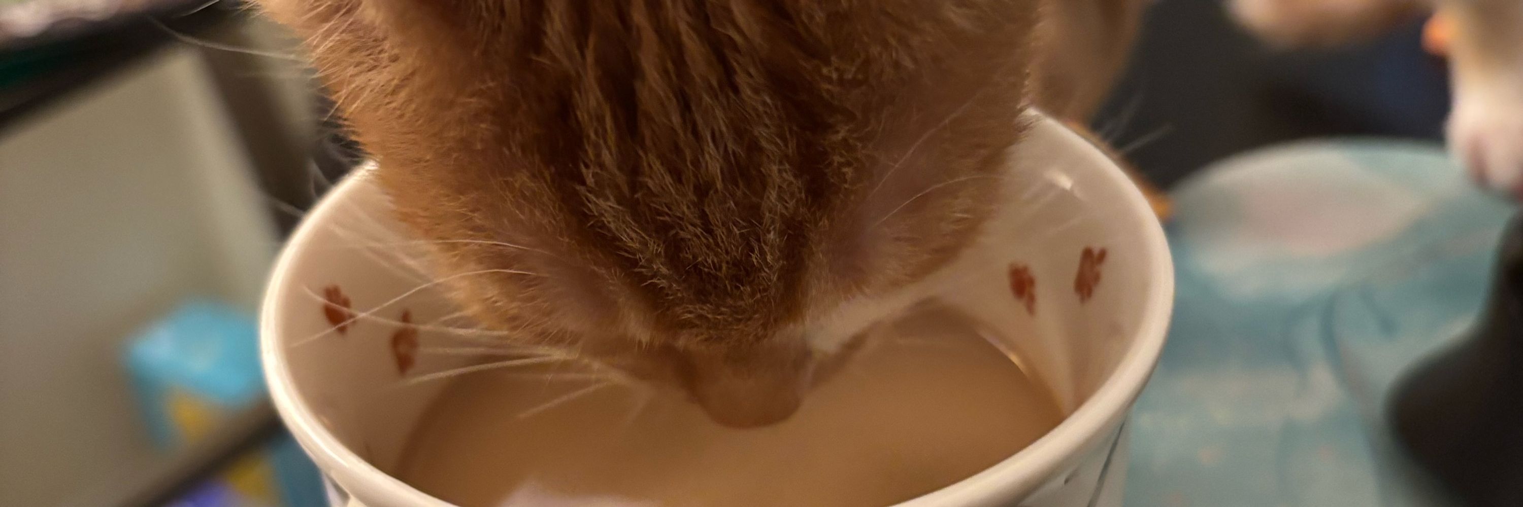 Hank The Cat