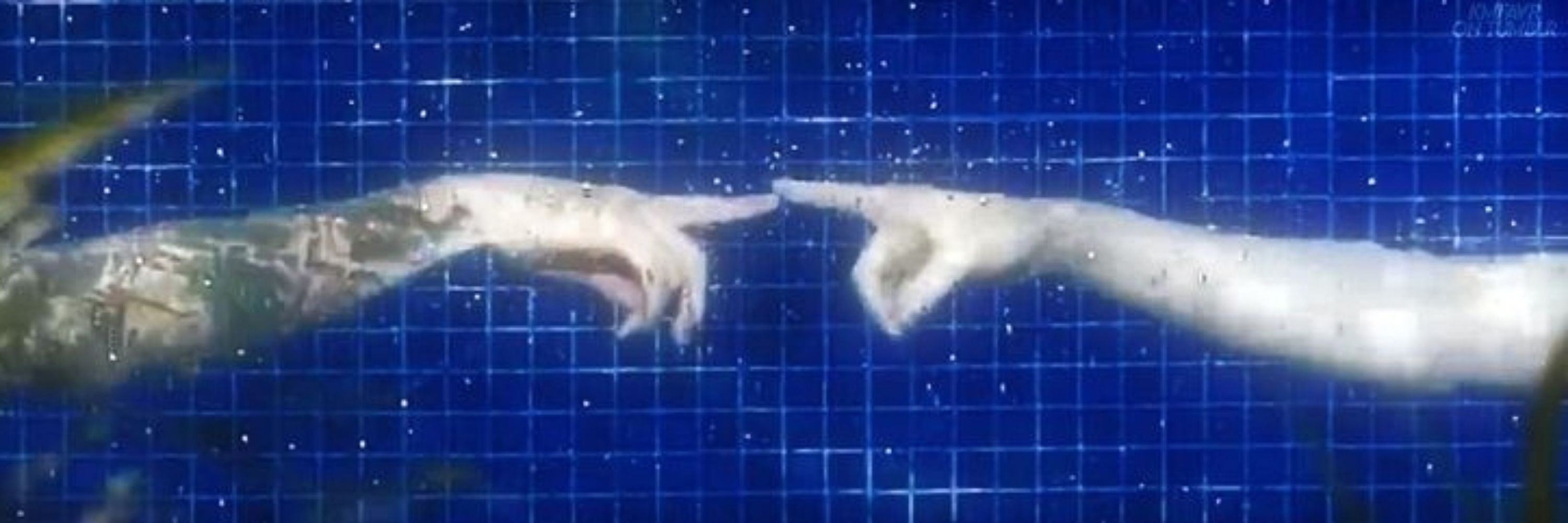 moa