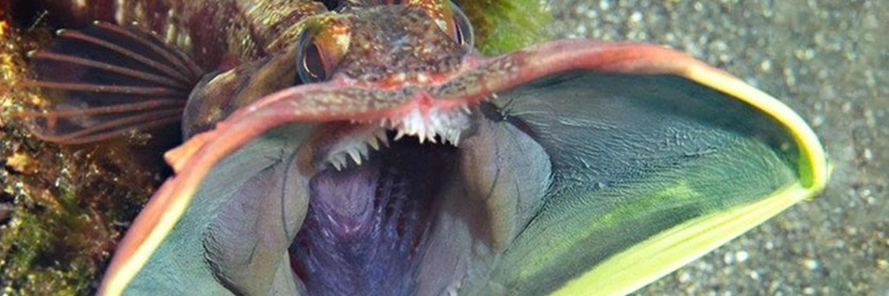 Sarcastic Fringehead