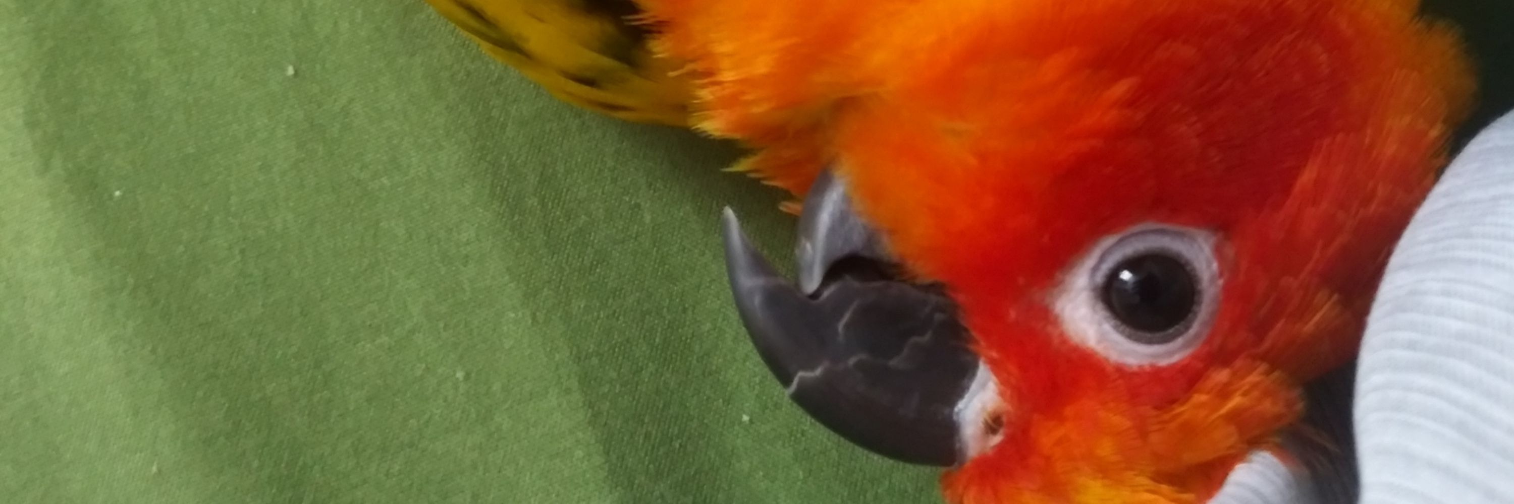 Pie