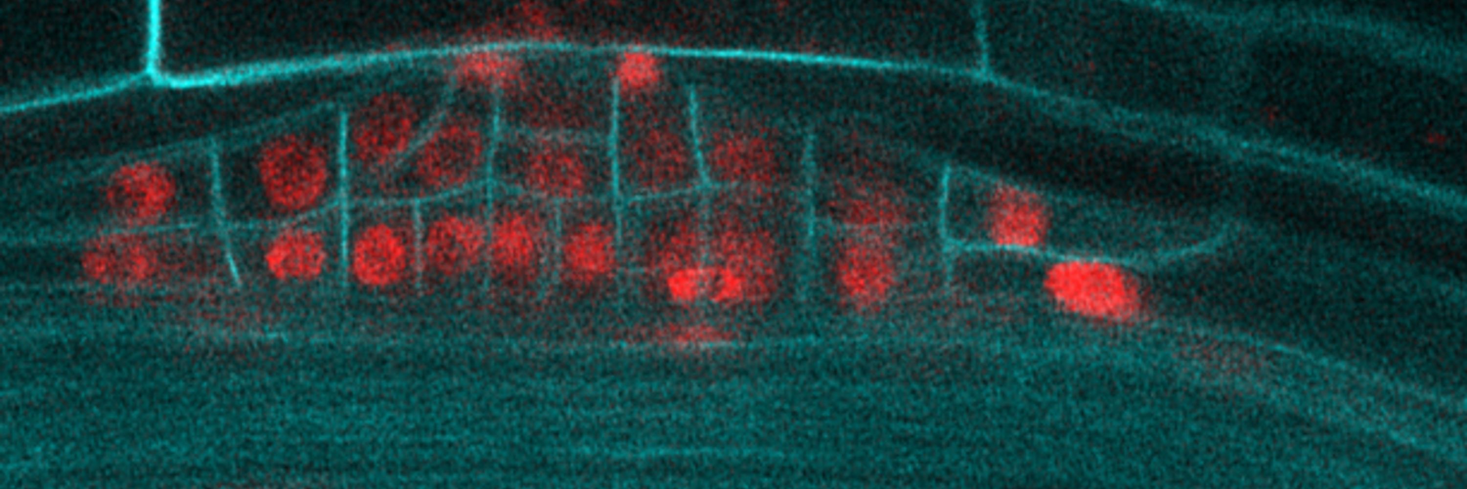 Maizel lab 