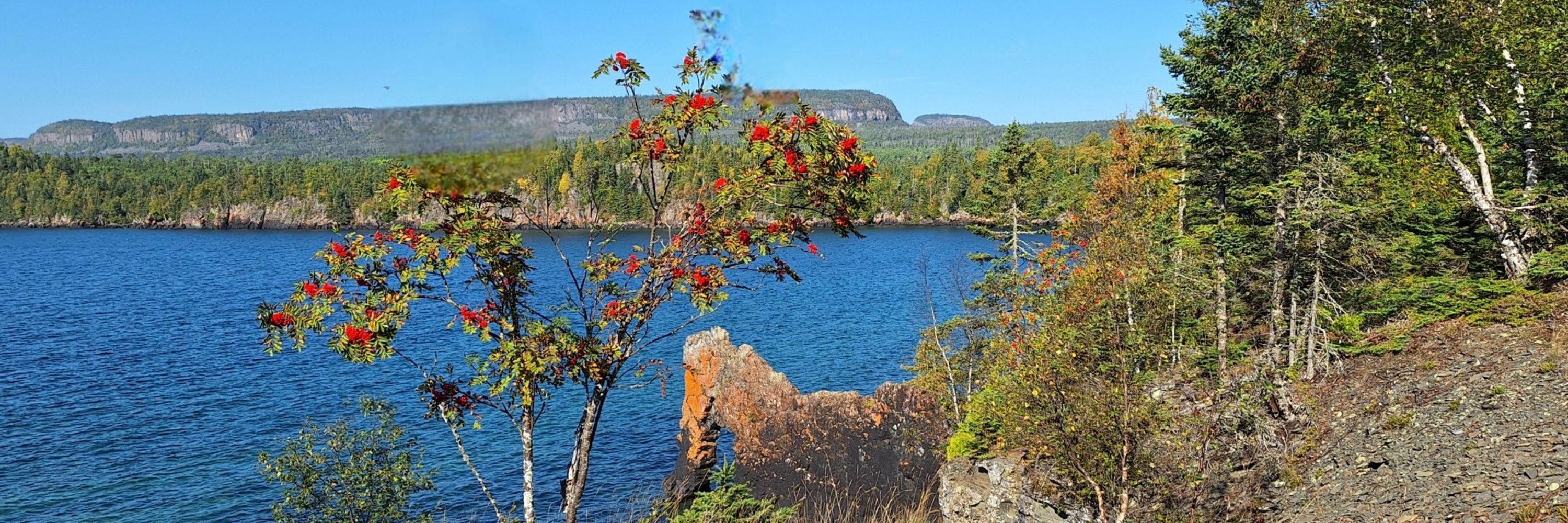 Janet Savard