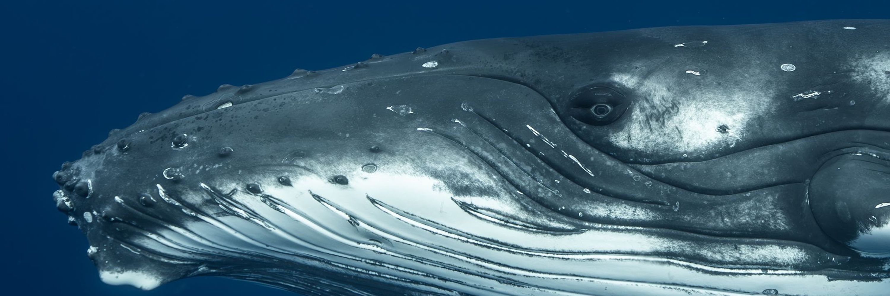American Cetacean Society San Francisco Bay Chapter