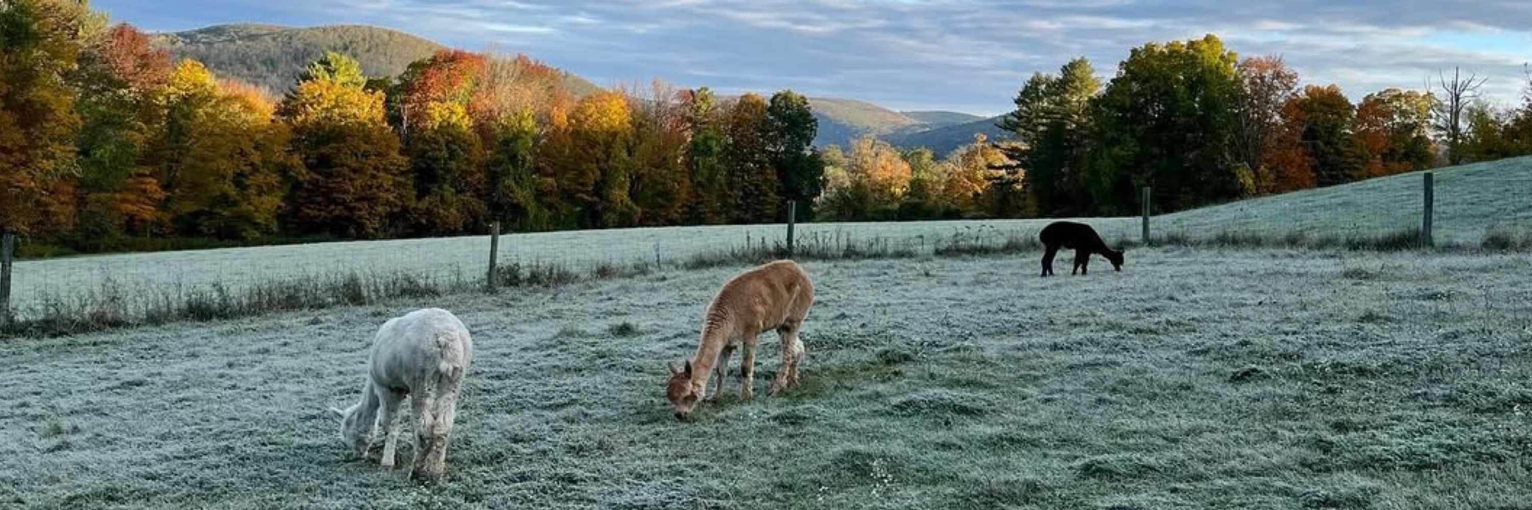 Clover Hill Alpacas
