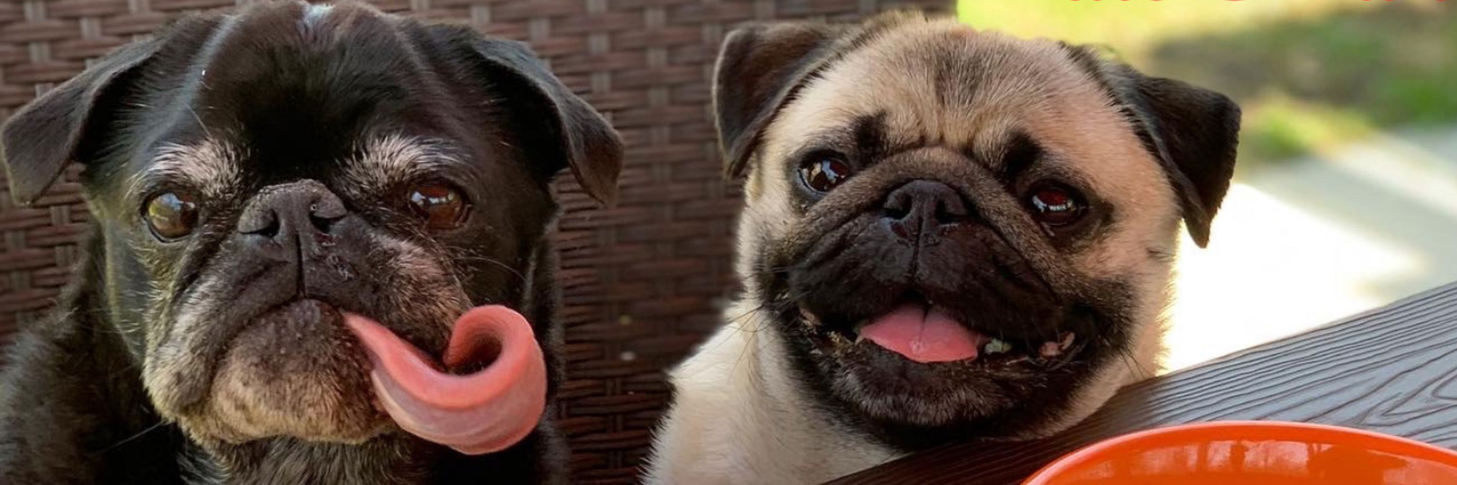Edna the Pug